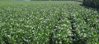 8 Bags of Soybeans